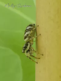 Springspinnen [Salticidae ]